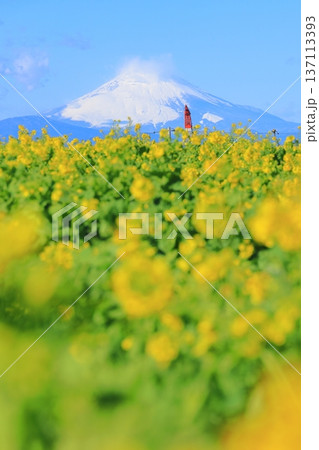 ソレイユの丘　菜の花と富士山 137113393