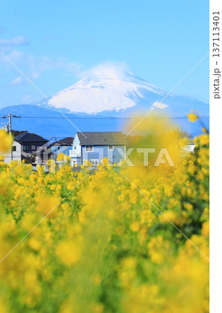 ソレイユの丘 菜の花と富士山 ソレイユの丘 菜の花と富士山 137113401