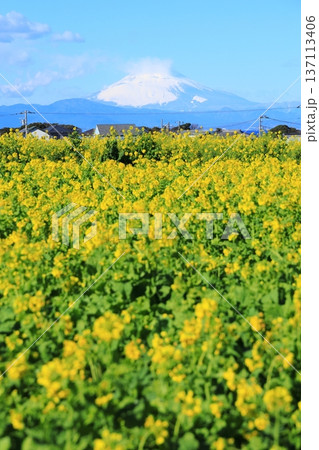 ソレイユの丘 菜の花と富士山 ソレイユの丘 菜の花と富士山 137113406