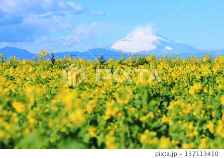 ソレイユの丘　菜の花と富士山 137113410