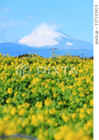 ソレイユの丘 菜の花と富士山 ソレイユの丘 菜の花と富士山 137113415