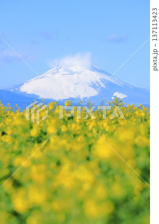 ソレイユの丘　菜の花と富士山 137113423