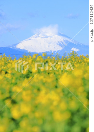 ソレイユの丘　菜の花と富士山 137113424