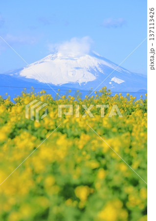ソレイユの丘 菜の花と富士山 ソレイユの丘 菜の花と富士山 137113426