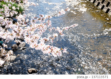愛知県岩倉市_五条川と桜2_2025年4月 愛知県岩倉市_五条川と桜2_2025年4月 137113571