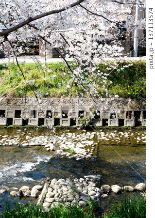 愛知県岩倉市_五条川と桜5_2025年4月 愛知県岩倉市_五条川と桜5_2025年4月 137113574