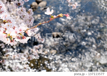 愛知県岩倉市_五条川と桜8_2025年4月 137113577