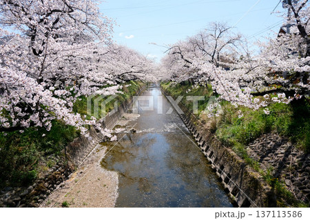 愛知県岩倉市_五条川の桜並木15_2025年4月 137113586