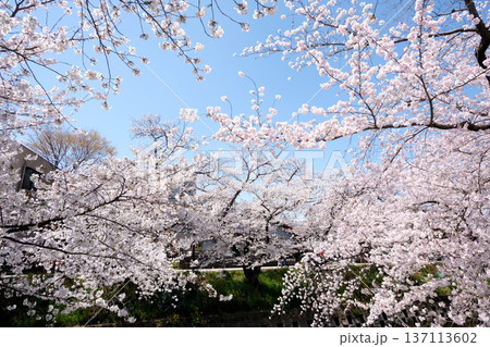 愛知県岩倉市_五条川の桜並木31_2025年4月 愛知県岩倉市_五条川の桜並木31_2025年4月 137113602