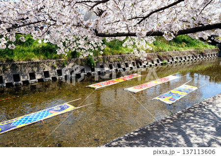愛知県岩倉市_五条川の桜並木35_2025年4月 137113606