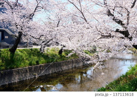 愛知県岩倉市_五条川の桜並木1_2025年4月 137113618