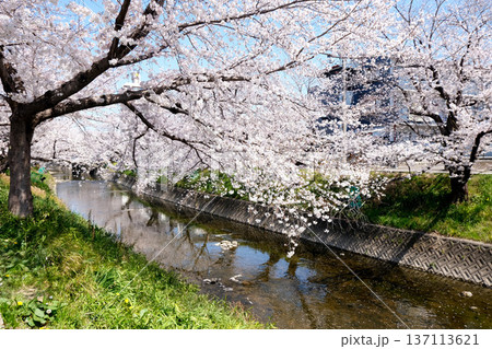 愛知県岩倉市_五条川の桜並木4_2025年4月 137113621
