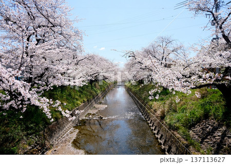 愛知県岩倉市_五条川の桜並木10_2025年4月 愛知県岩倉市_五条川の桜並木10_2025年4月 137113627