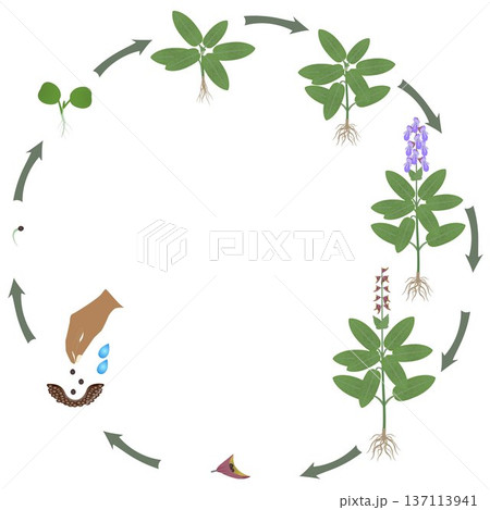 Life cycle of sage plant growth on a white background. 137113941