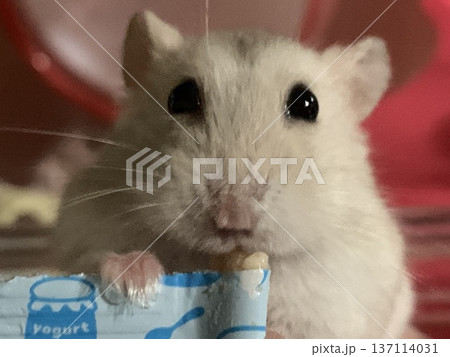 チュールを食べるハムスター チュールを食べるハムスター 137114031