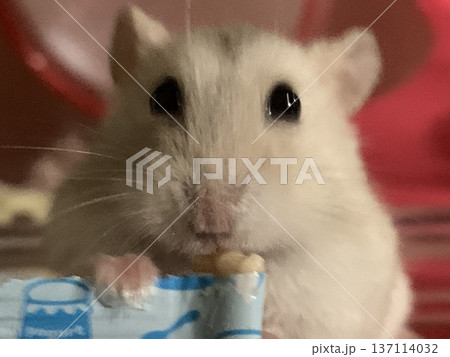 チュールを食べるハムスター 137114032
