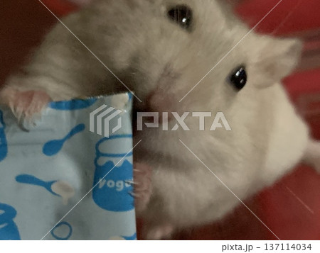 チュールを食べるハムスター 137114034