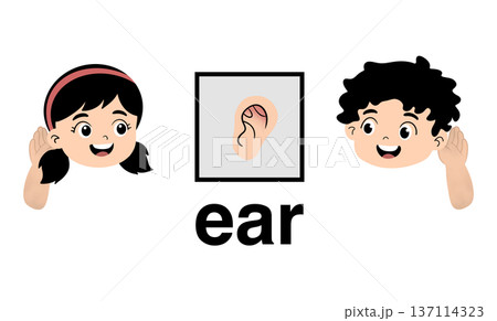 Educational cartoon illustration of little boy and girl pointing to their ears to learn English vocabulary, cute kids body parts flashcard for preschool and kindergarten, isolated on white Educational cartoon illustration of little boy and girl pointing to their ears to learn English vocabulary, cute kids body parts flashcard for preschool and kindergarten, isolated on white 137114323