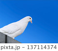 未来を見据える白い鳩と青空 137114374