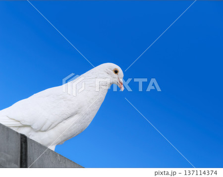 未来を見据える白い鳩と青空 137114374
