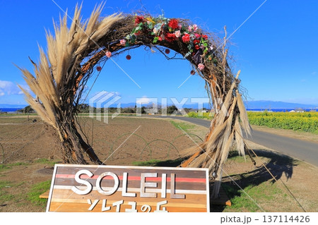 ソレイユの丘　菜の花畑と富士山 137114426