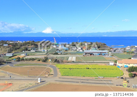 ソレイユの丘　菜の花畑と富士山 137114436