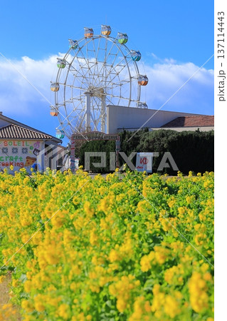 ソレイユの丘 菜の花畑と富士山 ソレイユの丘 菜の花畑と富士山 137114443