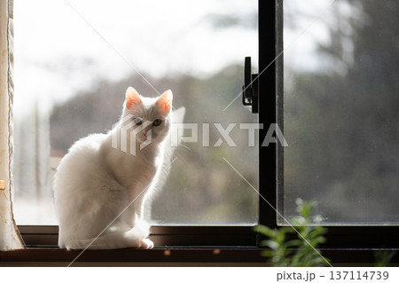 猫の居る窓辺 猫の居る窓辺 137114739