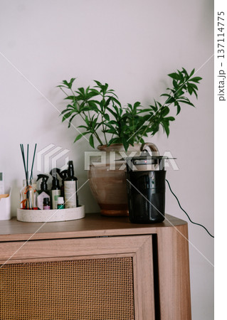 Modern Home Decor with Plants, Wellness Products, and Insect Trap 137114775