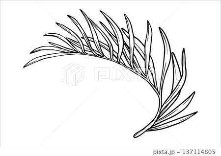 Palm leaf. Black and white vector illustration of a palm tree branch. Hand-drawn outline drawing of tropical leaves. Botanical illustrations of tropical foliage for summer designs Palm leaf. Black and white vector illustration of a palm tree branch. Hand-drawn outline drawing of tropical leaves. Botanical illustrations of tropical foliage for summer designs 137114805