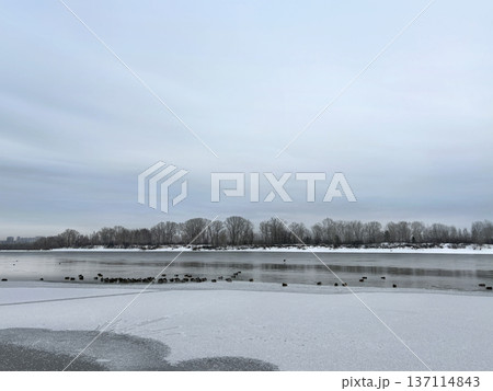 A freezing river with ducks. Landscape cloudy sky, gray colors A freezing river with ducks. Landscape cloudy sky, gray colors 137114843