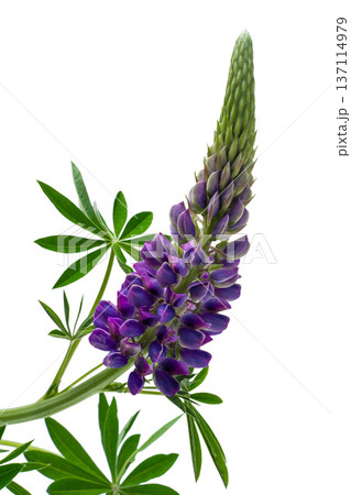 Lupine flower isolated on white background Lupine flower isolated on white background 137114979