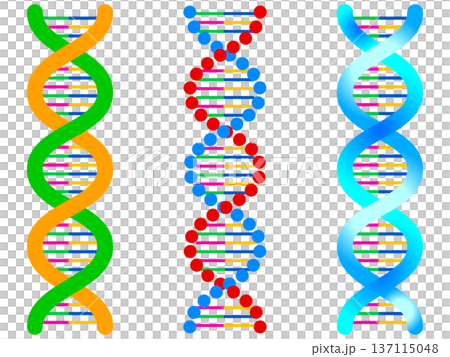 簡單DNA螺旋結構插圖素材集 137115048
