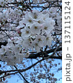 青空に映える満開の桜 137115124