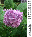 雨に濡れた紫陽花 137115127