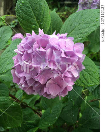 雨に濡れた紫陽花 雨に濡れた紫陽花 137115127