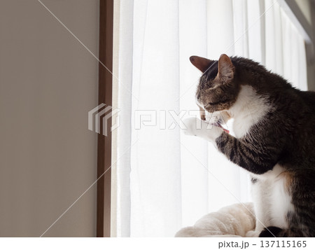 窓際で毛づくろいをする猫 窓際で毛づくろいをする猫 137115165