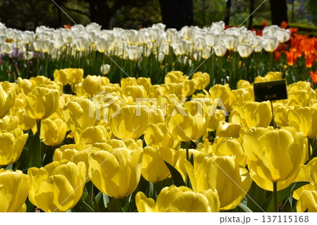 春の公園に咲く黄色いチューリップと色とりどりの花 137115168