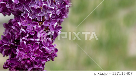 Flowering in the garden. Beautiful bush of lilac. Lilac spring flowers 137115407
