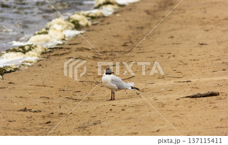 An ordinary summer day with a seagull on the sand near the water 137115411