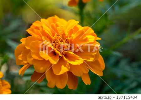 美しいマリーゴールドの花と潜むハナグモ 137115434