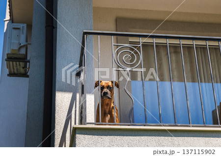 German Boxer dog standing on balcony behind metal railing looking down outdoors German Boxer dog standing on balcony behind metal railing looking down outdoors 137115902