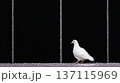 モノトーンの境界線と白鳩 137115969