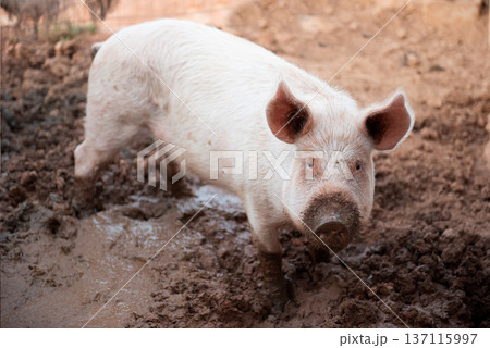 Young pig in a pigsty with a dirty muzzle 137115997