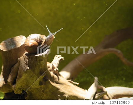 Snail crawls on a wooden poker, beautiful light. 137115999