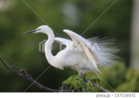 ダイサギ 137116072