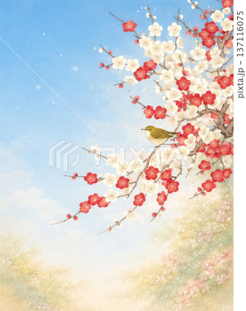 青空に咲く紅白の梅とメジロの水彩イラスト（春の和風背景素材） 137116075