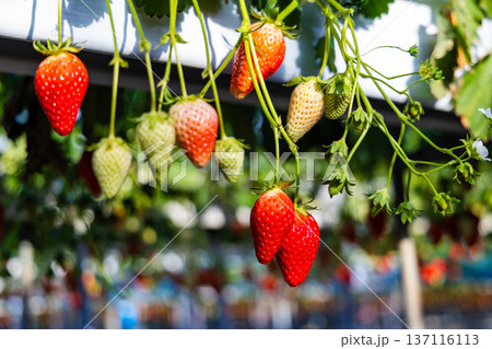 収穫を待つ苺 収穫を待つ苺 137116113