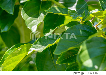 グリーン・グリーン~柿~ グリーン・グリーン~柿~ 137116136