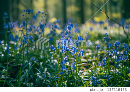 Blossoming lovely spring violet-blue flowers - common bluebells or hyacinthoides, Belgium Blossoming lovely spring violet-blue flowers - common bluebells or hyacinthoides, Belgium 137116158